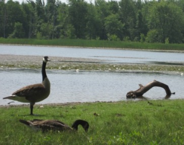 Canadian Geese at Mondon Ponds Park
